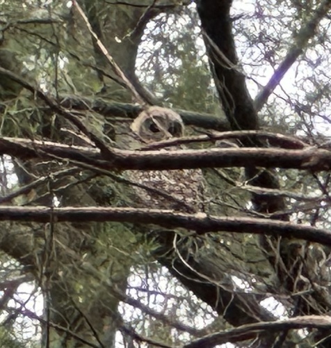 View observation of {o.common_name} on iNaturalist