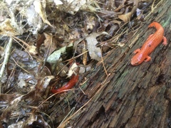 Pseudotriton ruber schencki