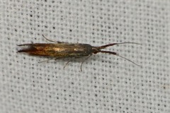 Coleophora mayrella
