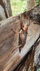 Nesoecia nigrispina