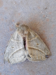 Austrolippa cruenta