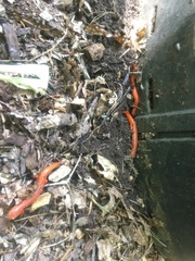 Pseudotriton ruber schencki