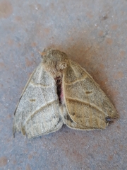 Austrolippa cruenta