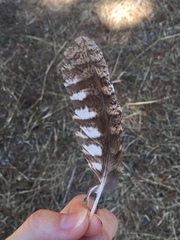 Otus scops