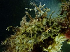 Chaetodermis penicilligerus
