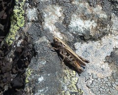 Omocestus haemorrhoidalis