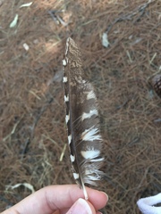 Otus scops