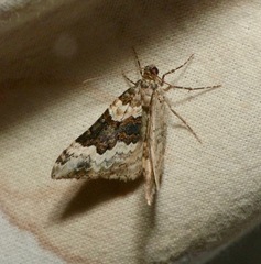Epirrhoe galiata