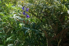 Delphinium andesicola