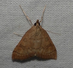Udea fulvalis