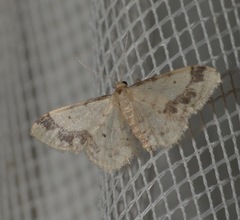 Idaea trigeminata