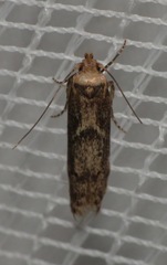 Blastobasis adustella