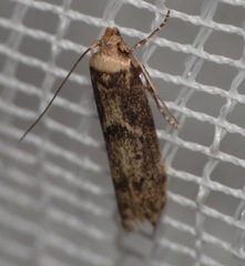 Blastobasis adustella