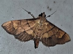 Orphanostigma abruptalis