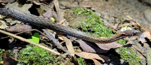 Shan’s keelback