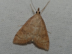 Udea fulvalis