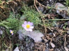 Cosmos parviflorus