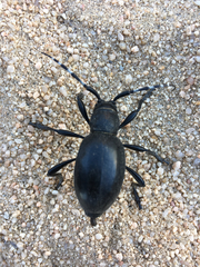 Moneilema semipunctatum