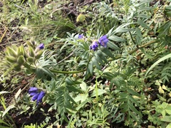 Polemonium foliosissimum