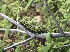 Agapema homogena