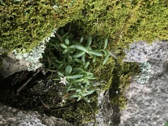 Sedum cockerellii