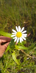 Jaegeria bellidiflora