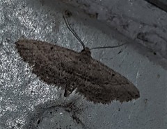 Araeopteron canescens