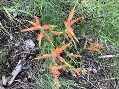 Castilleja patriotica