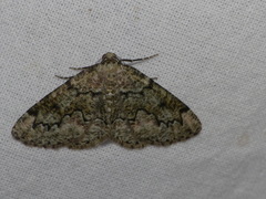 Cleorodes lichenaria