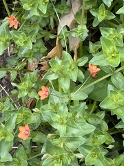 뚜껑별꽃 (Lysimachia arvensis): 기원과 용도 — 사진 2