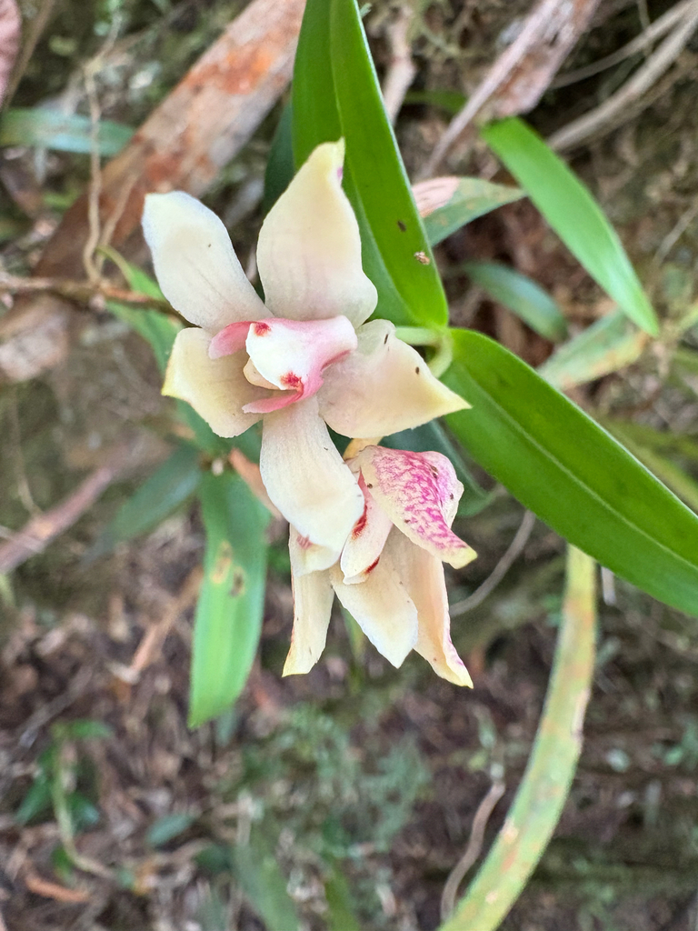 Dendrobium tricallosum