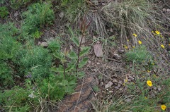Asclepias hypoleuca