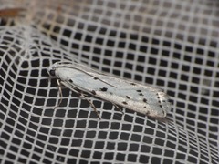 Myelois circumvoluta