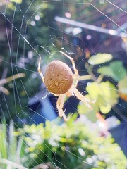 Araneus diadematus