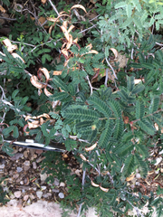 Calliandra eriophylla