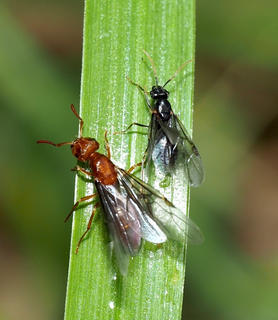 larger yellow ant