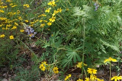 Lupinus neomexicanus
