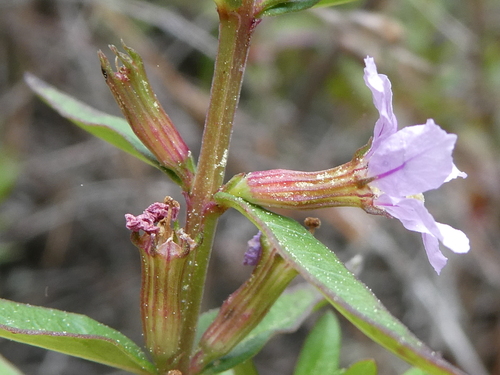 Lythrum maritimum