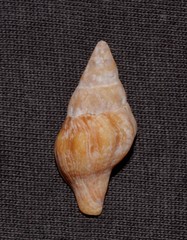 Nodopelagia brazieri