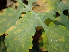 Erysiphe macleayae