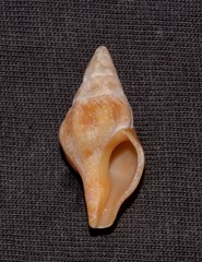 Nodopelagia brazieri