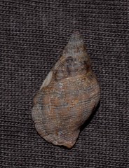 Agnewia tritoniformis