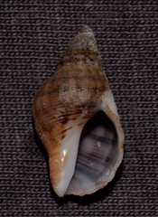 Agnewia tritoniformis