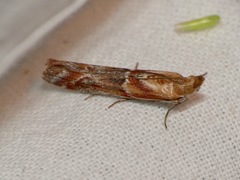Ancylosis cinnamomella