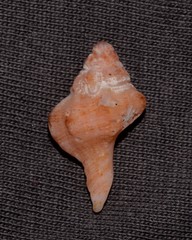 Chicoreus denudatus