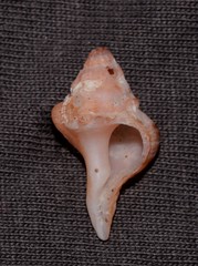 Chicoreus denudatus