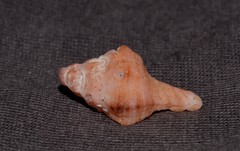 Chicoreus denudatus
