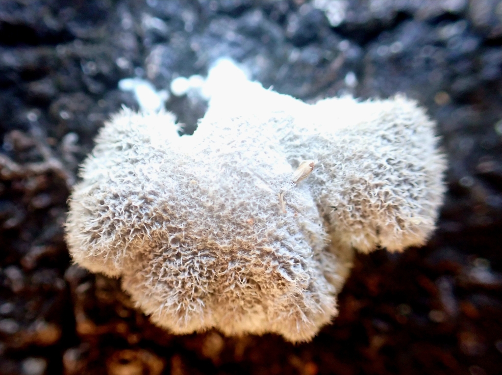 Schizophyllum commune · June 2025 · photo: © claire_grace83 (iNaturalist, cc-by)