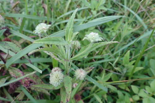 Hyptis rhomboidea iNat (3)