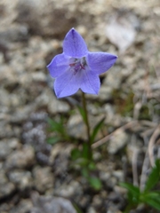 Campanula uniflora